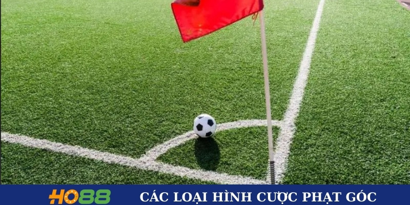 Các loại hình phổ biến Các loại hình phổ biến