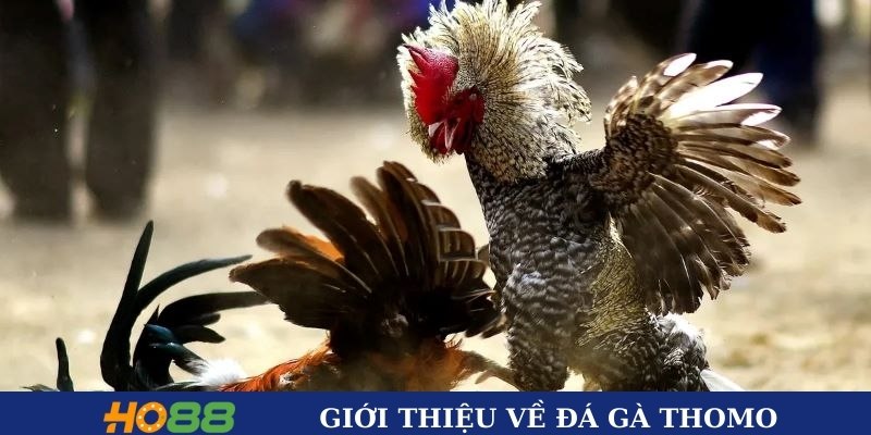 Giới thiệu về đá gà Thomo HO88