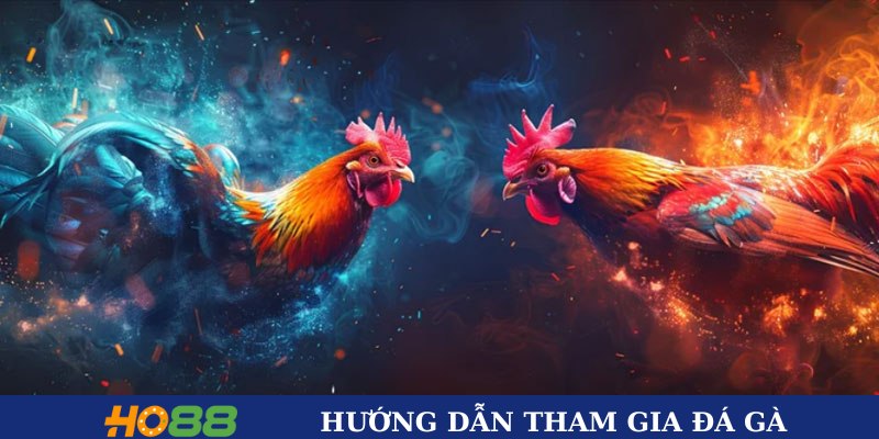 Các bước tham gia chọi gà Thomo Ho88
