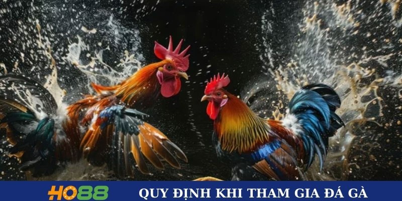 Quy trình tham gia đá gà chi tiết