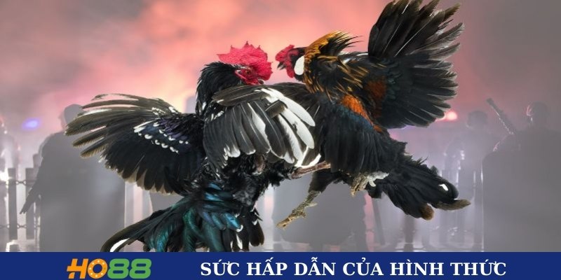 Sức hấp dẫn của hình thức chọi gà Thomo