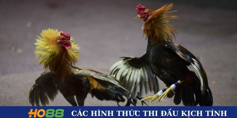 Tổng hợp các hình thức hấp dẫn